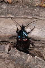 Brachygnathus festivus