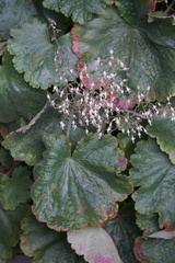 Heuchera parviflora