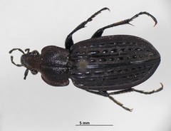 Carabus maeander