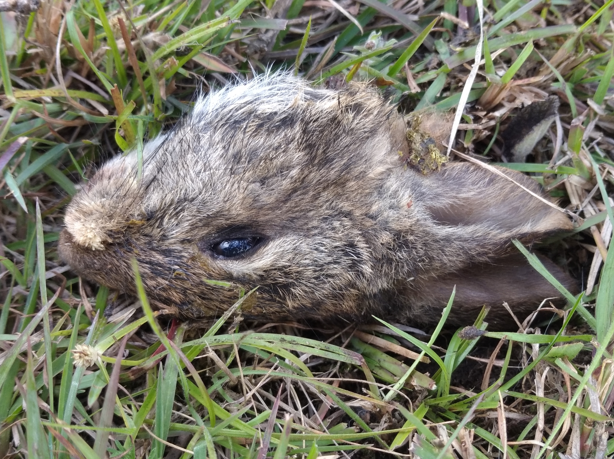 Sylvilagus andinus image