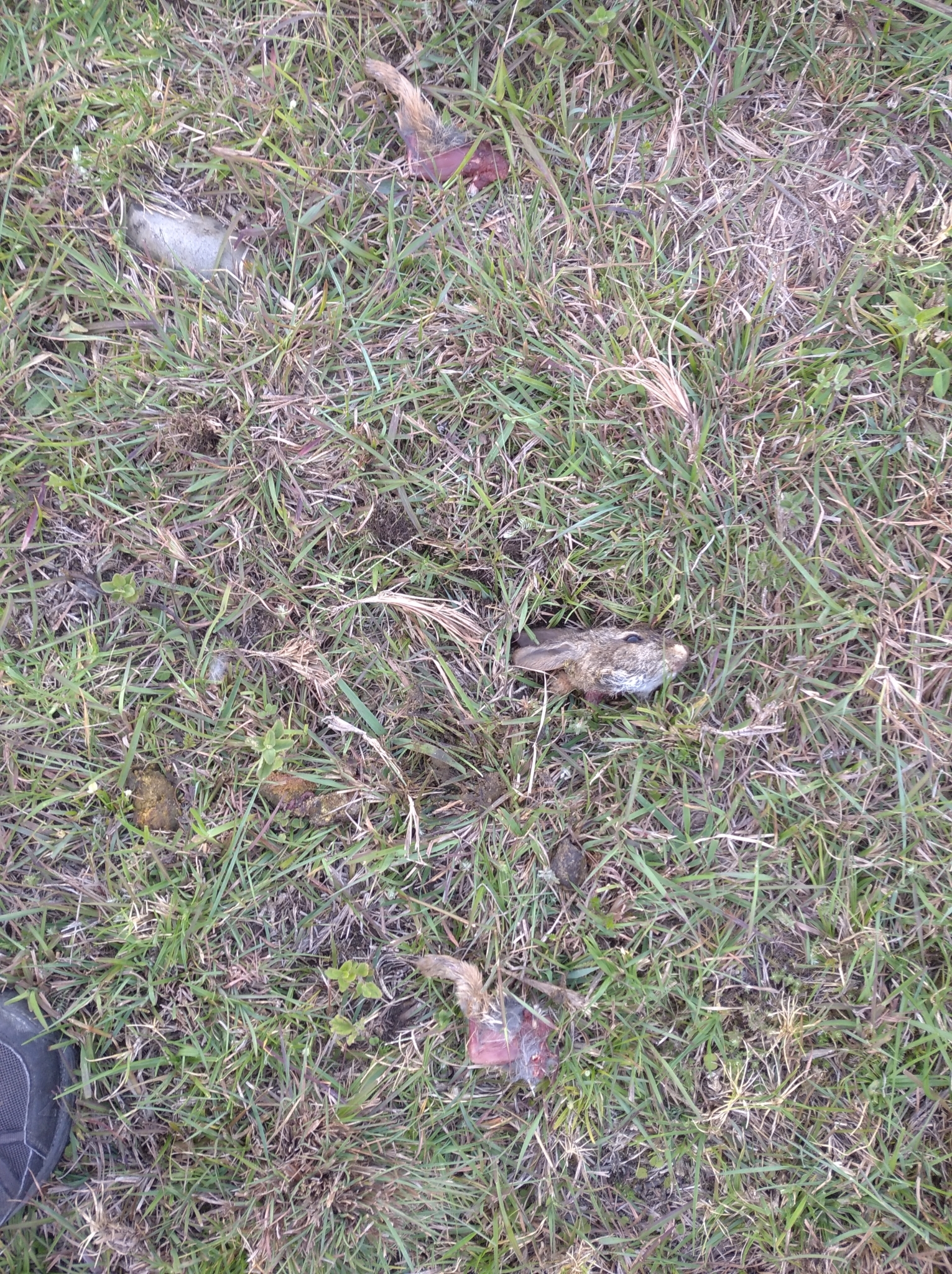 Leporidae image