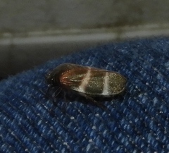 Aeneolamia albofasciata