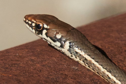 iNaturalist observation photo of California Striped Racer