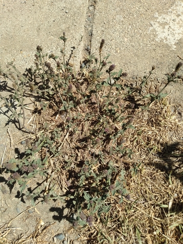 Image of Verbena hispida by no rights reserved