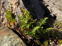 Cryptogramma sitchensis