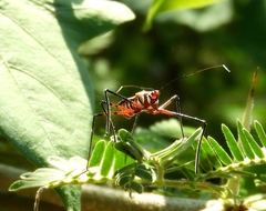 Zelus grassans