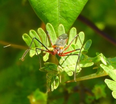 Zelus grassans