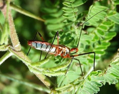 Zelus grassans
