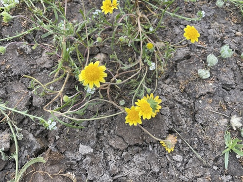 iNaturalist observation photo of California goldfields