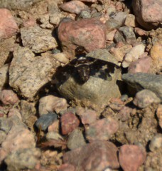 Exoprosopa dorcadion