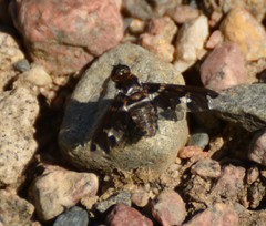 Exoprosopa dorcadion