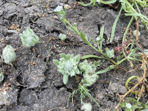 iNaturalist observation photo of low woolly marbles