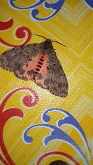 Lepidoptera