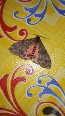 Lepidoptera