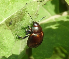 Leptinotarsa behrensi