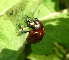Leptinotarsa behrensi