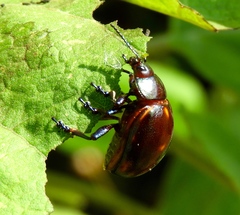 Leptinotarsa behrensi