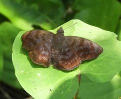 Pellicia arina
