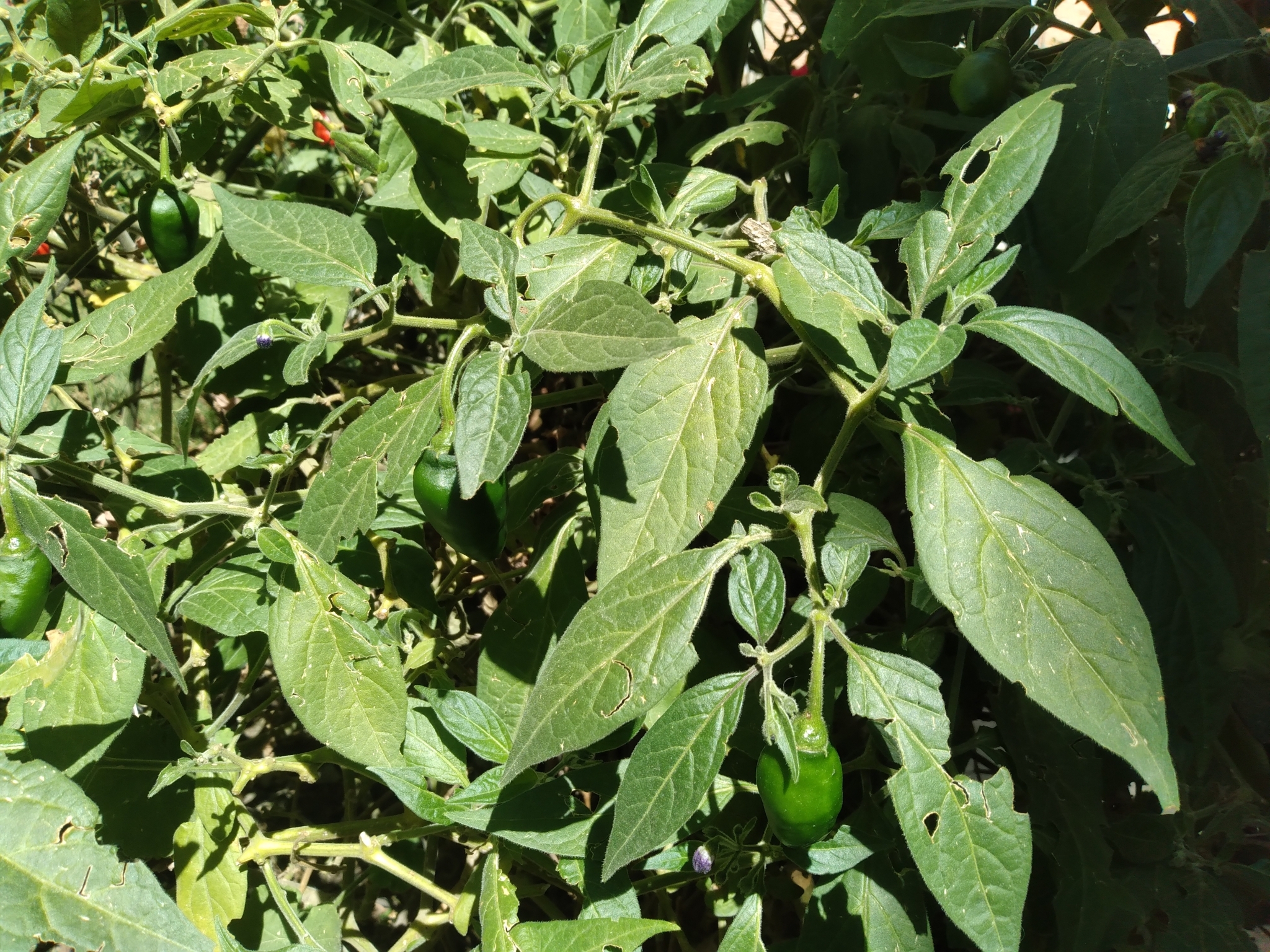 Imagem de Pimenta dedo de moça