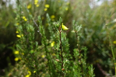 Hibbertia prostrata