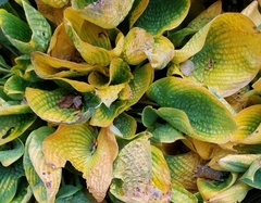 Hosta