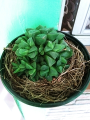 Haworthia