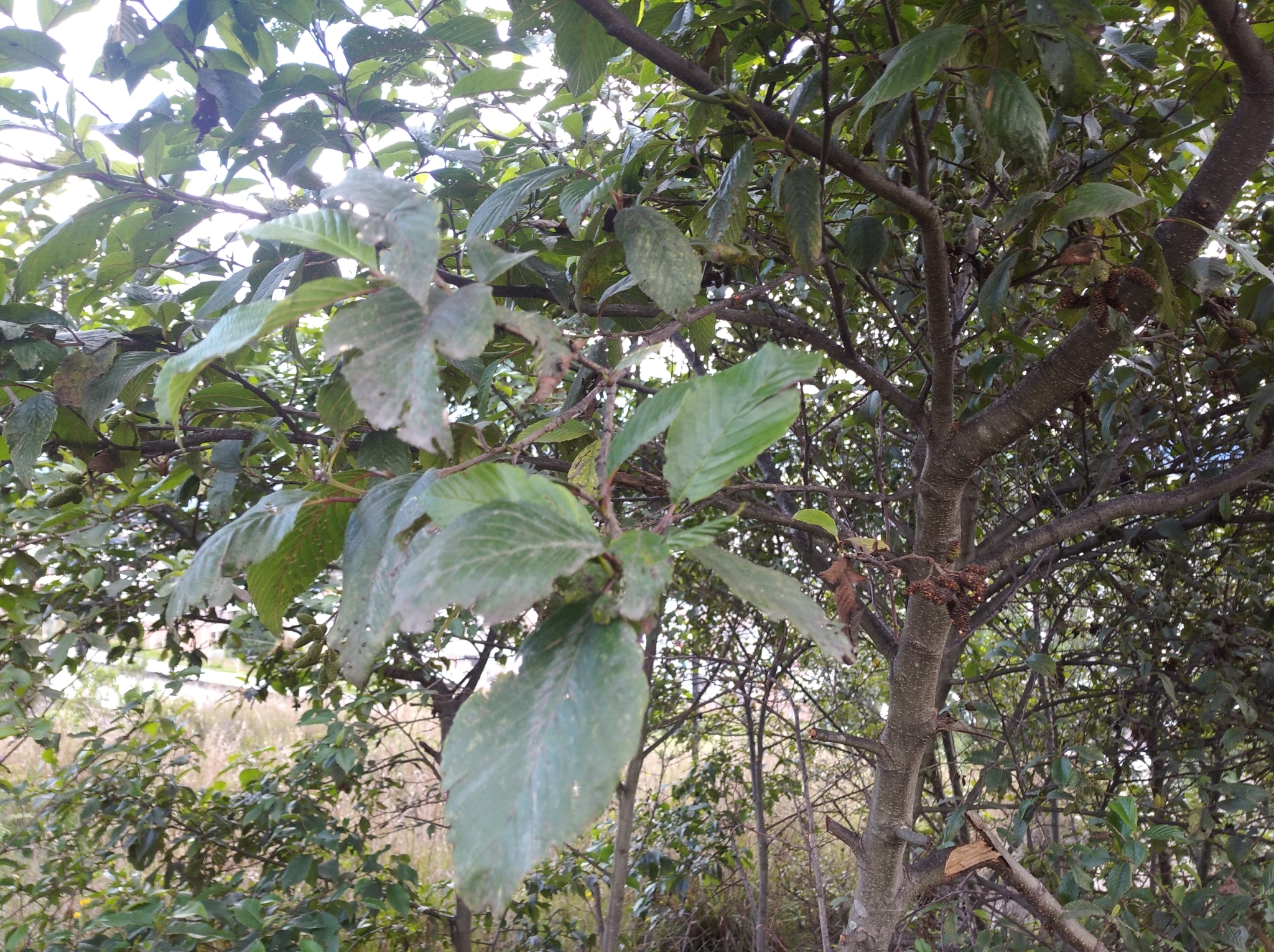 Alnus acuminata image