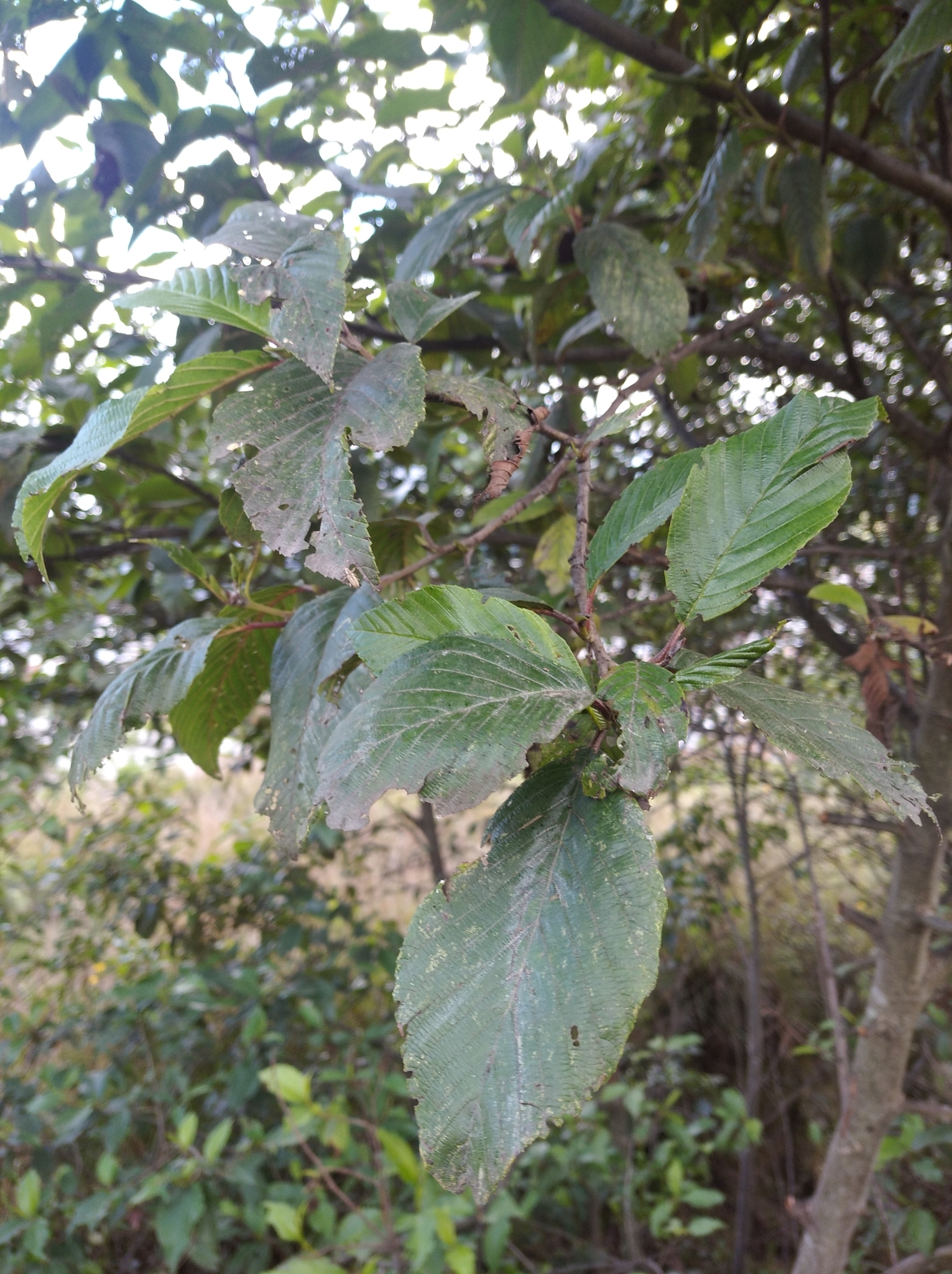 Alnus acuminata image