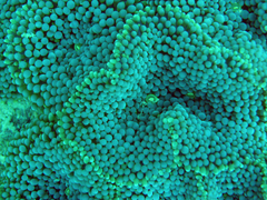Ricordea florida