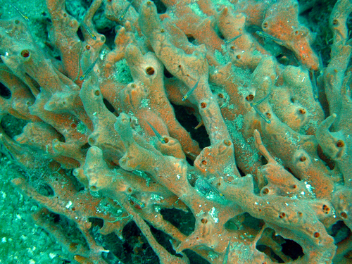 Clathria curacaoensis image