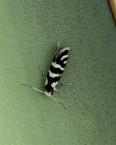 banana yucca leafminer