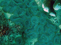 Ricordea florida
