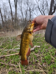 Brown Bullhead photo 3