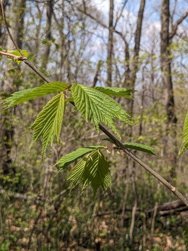 Ulmus laciniata, photograph 4
