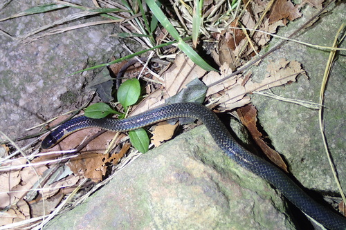Photo of a Hong Kong Dwarf Snake (Calamaria septentrionalis)