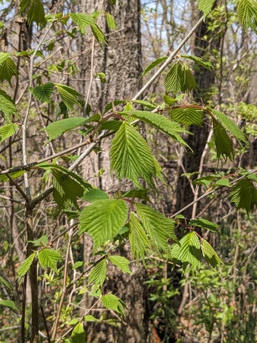 Ulmus laciniata, photograph 5