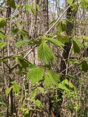 Repina Tatyana, CC BY, iNaturalist via GBIF Ulmus laciniata, photograph Repina Tatyana, CC BY, iNaturalist via GBIF