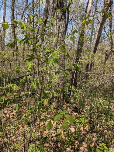 Ulmus laciniata, photograph 6