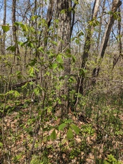 Ulmus laciniata, photograph Repina Tatyana, CC BY, iNaturalist via GBIF