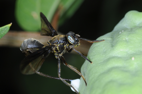Mosca-das-frutas (Anastrepha spp.)