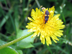 Dysdercus albofasciatus