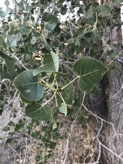 Populus fremontii fremontii