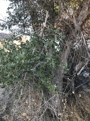 Populus fremontii fremontii