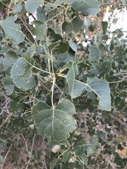 Populus fremontii fremontii