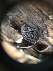 Resupinatus alboniger