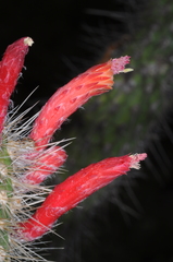 Cleistocactus baumannii