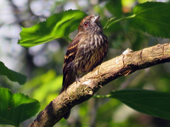 Knipolegus cyanirostris