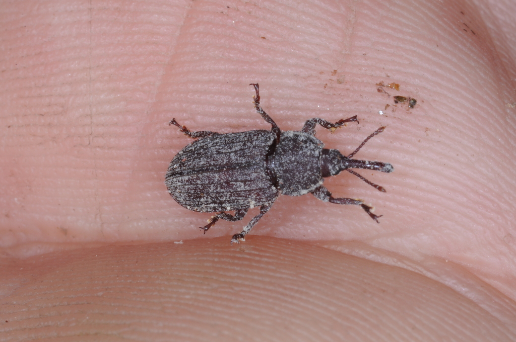 Oxycorynina