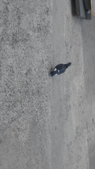 Columba livia domestica