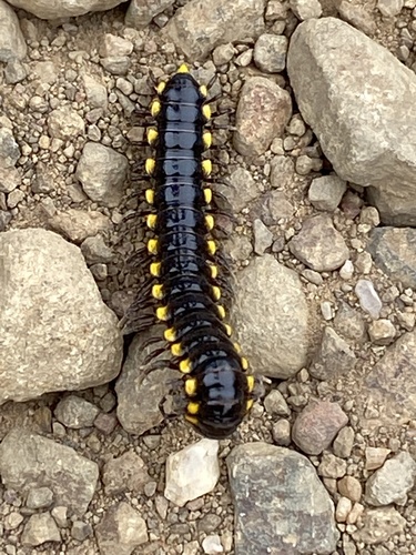 Yellow-spotted millipede
